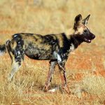 African-wild-dog