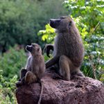 Baboons