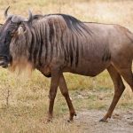 Blue Wildebeest