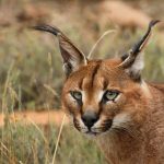 Caracal