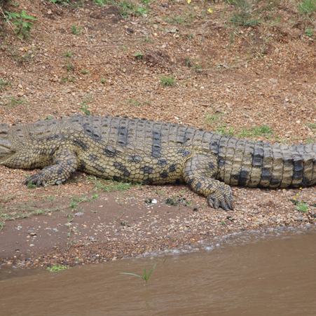 crocodile