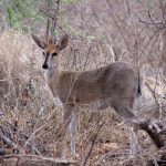 Duiker
