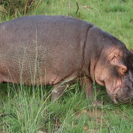 hippo