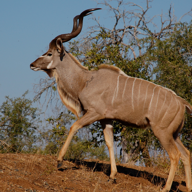 male-greater-kudu