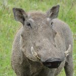 warthog