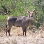 Waterbuck