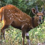 Bushbuck