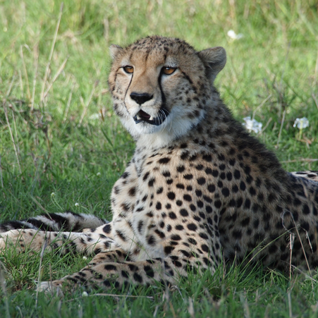 cheetah