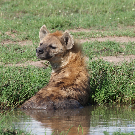 hyena