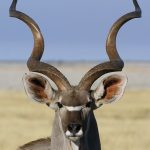 Kudu