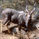 Nyala