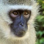 vervet-monkey-female