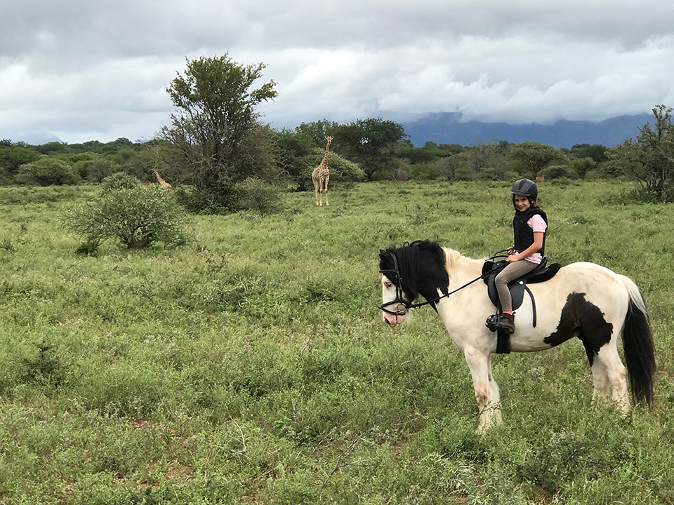 silky Villa Kudu's horses, Silky, gibsy cob
